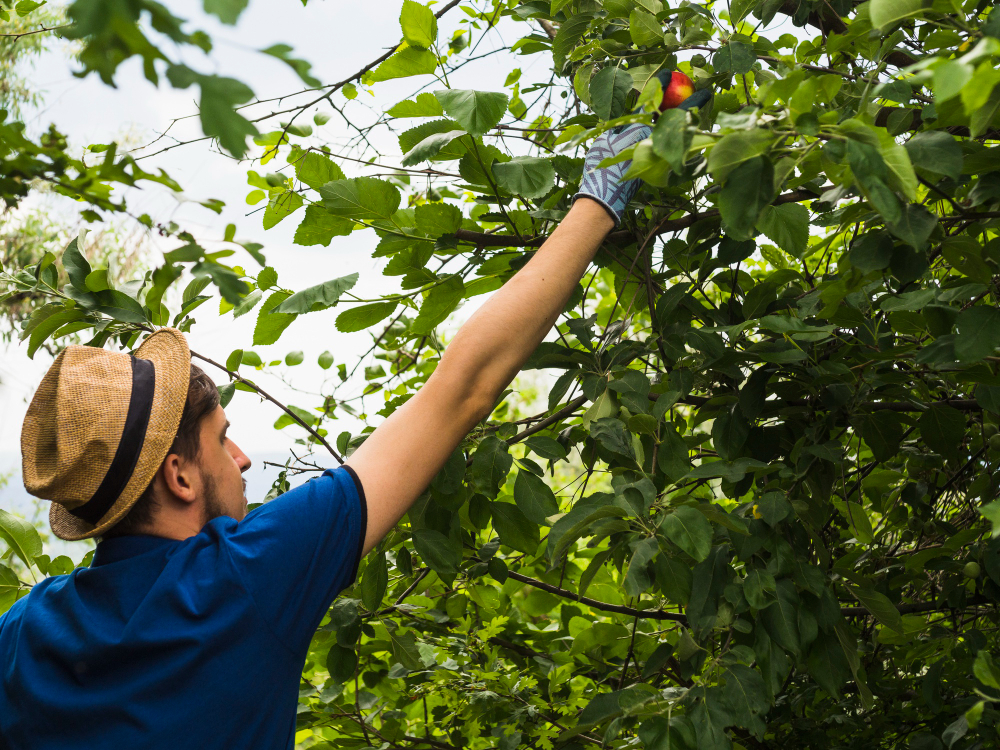 male gardener picking red apple from tree