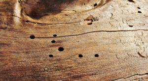 dedetização de cupins